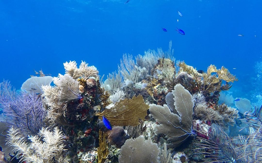 Discovering the enchanted majesty of corals and how to save them